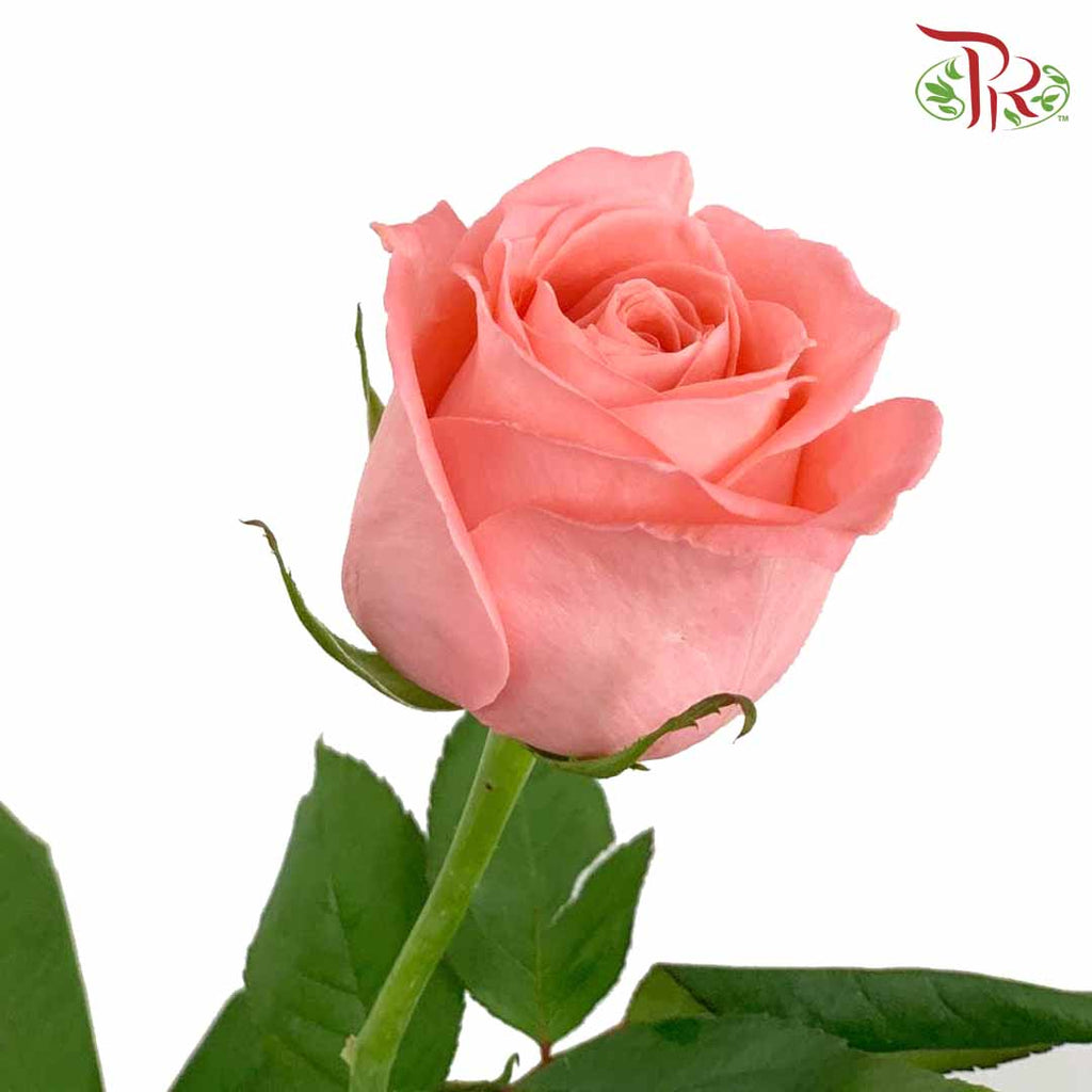 Rose Salmon (19-20 Stems) - Pudu Ria Florist Southern