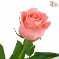 Rose Salmon (19-20 Stems) - Pudu Ria Florist Southern