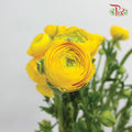 Ranunculus Yellow (8 - 10 Stems) - Pudu Ria Florist Southern