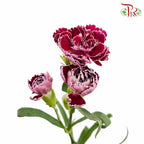 Carnation Spray Butterfly (18-20 Stems) - Pudu Ria Florist Southern