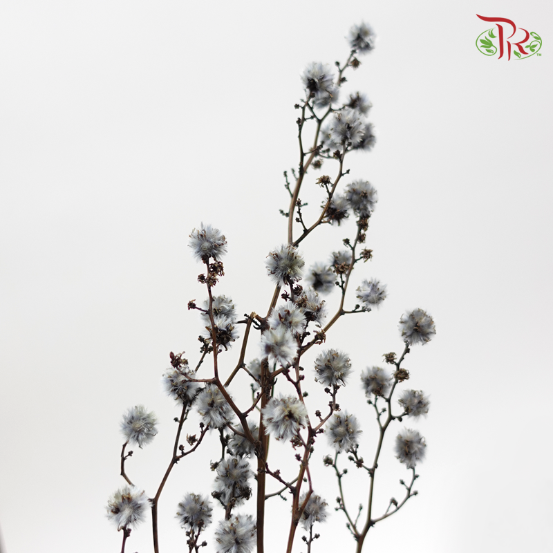 Preservative Stirlingia - Silver - Pudu Ria Florist Southern