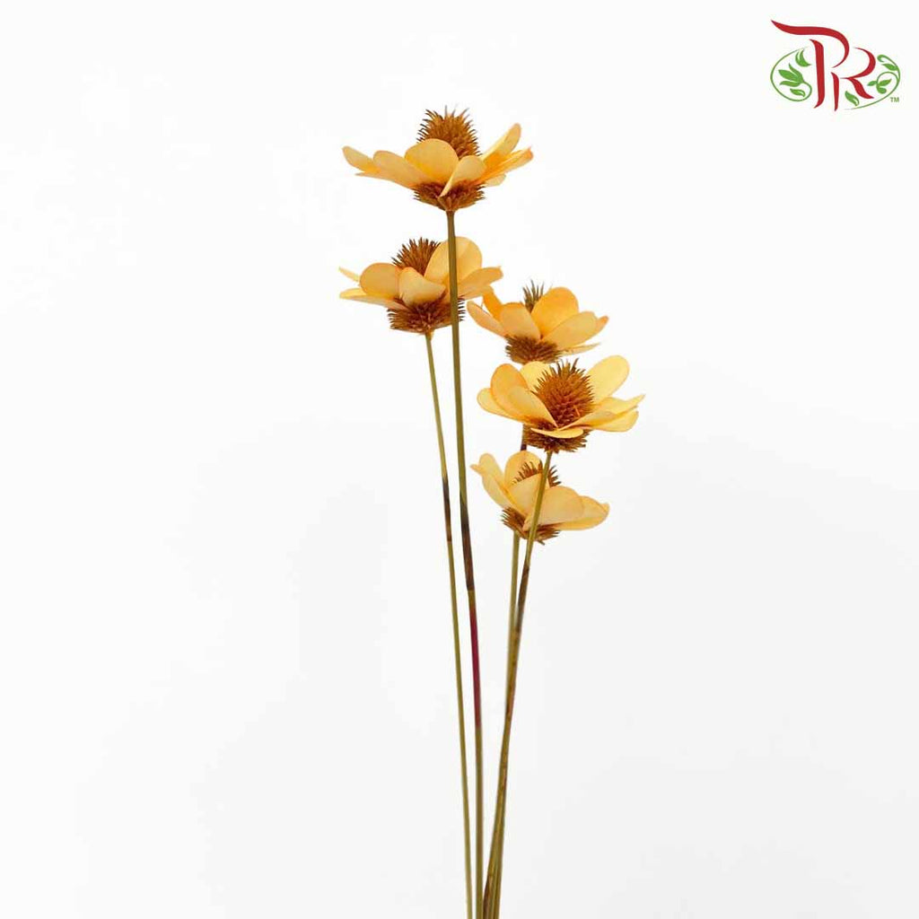 Dry Stella Luna - Orange - Pudu Ria Florist Southern
