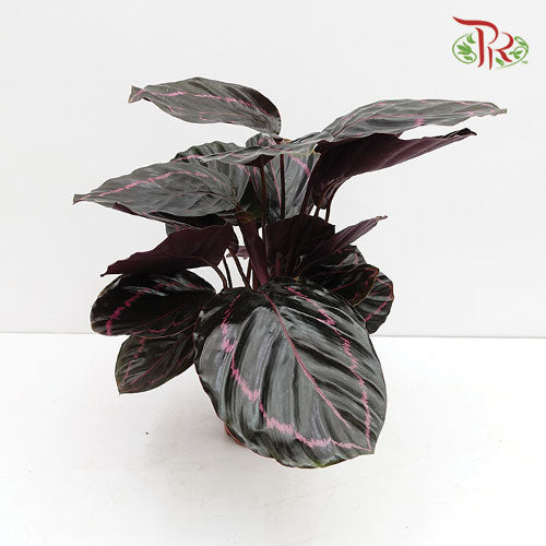 Calathea Dottie - Pudu Ria Florist Southern