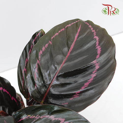 Calathea Dottie - Pudu Ria Florist Southern