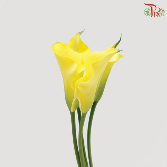 Calla Lily Yellow - 5 Stems - Pudu Ria Florist Southern