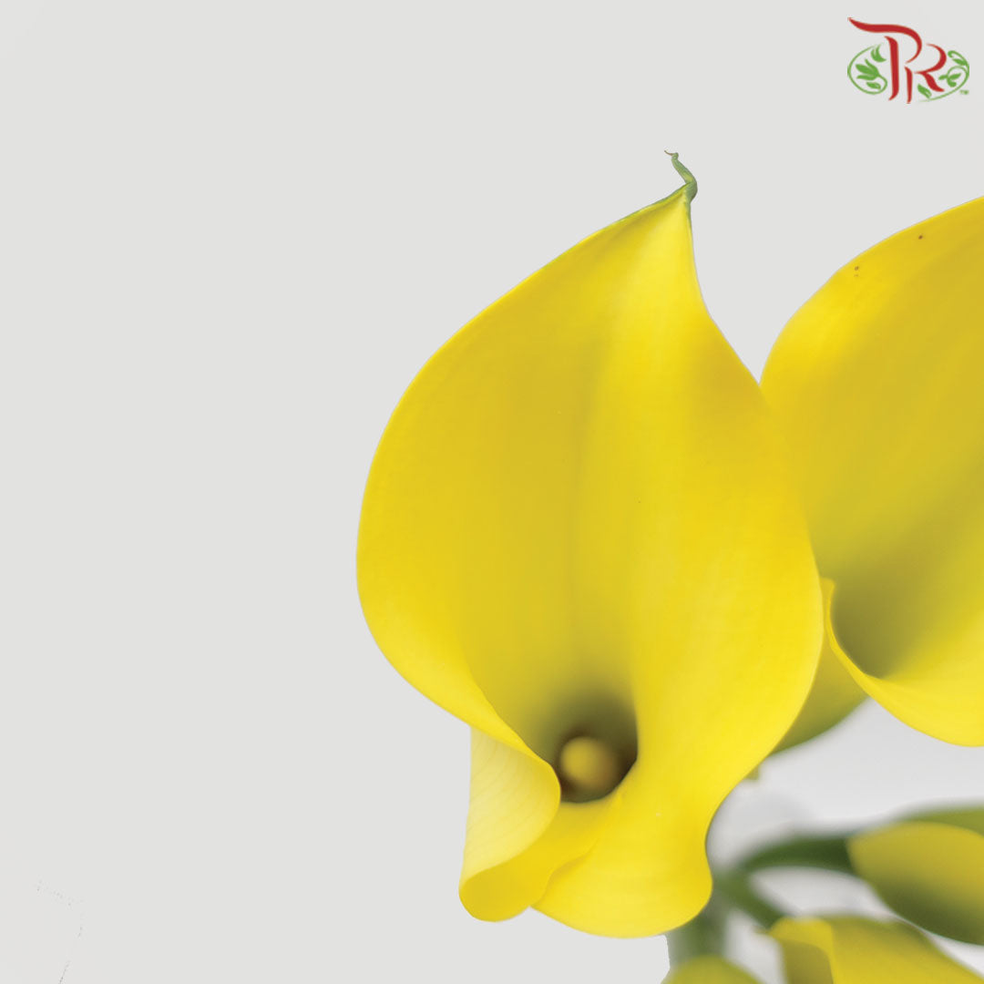 Calla Lily Yellow - 5 Stems - Pudu Ria Florist Southern