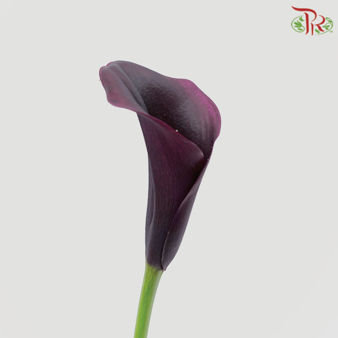 Calla Lily Odessa - 5 Stems - Pudu Ria Florist Southern