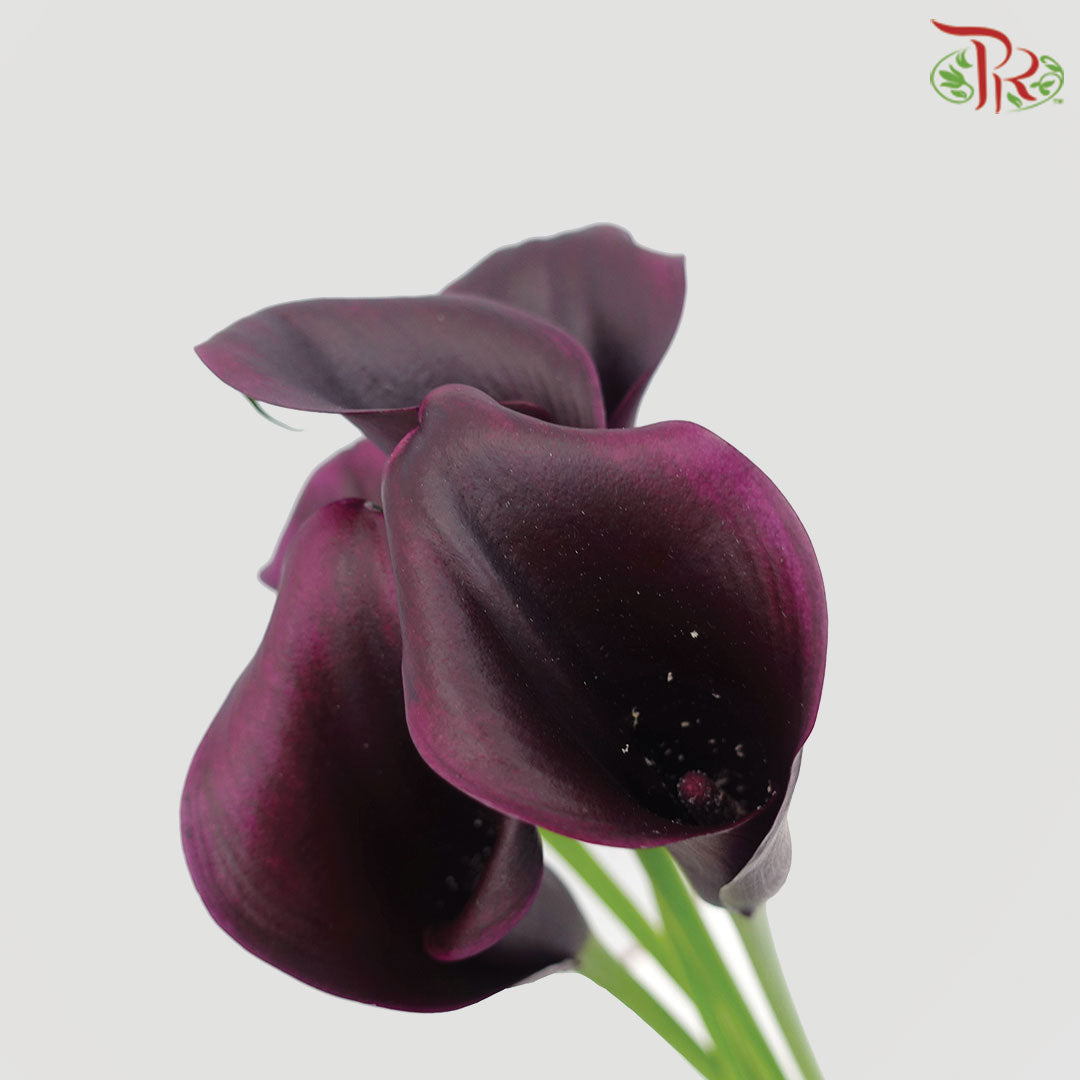 Calla Lily Odessa - 5 Stems - Pudu Ria Florist Southern