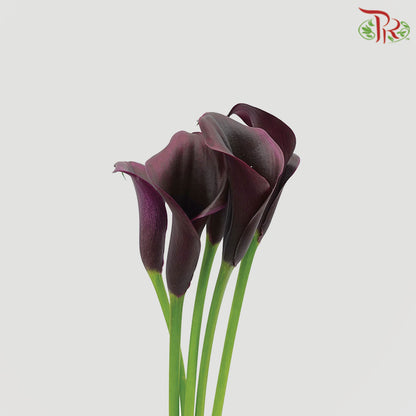 Calla Lily Odessa - 5 Stems - Pudu Ria Florist Southern