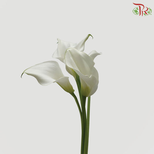 Calla Lily White - 5 Stems - Pudu Ria Florist Southern