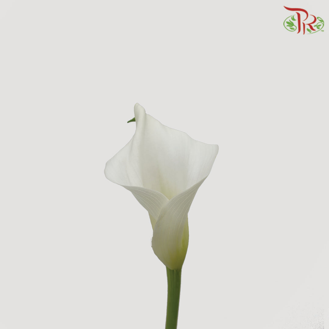 Calla Lily White - 5 Stems - Pudu Ria Florist Southern