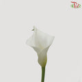 Calla Lily White - 5 Stems - Pudu Ria Florist Southern