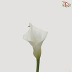 Calla Lily White - 5 Stems - Pudu Ria Florist Southern