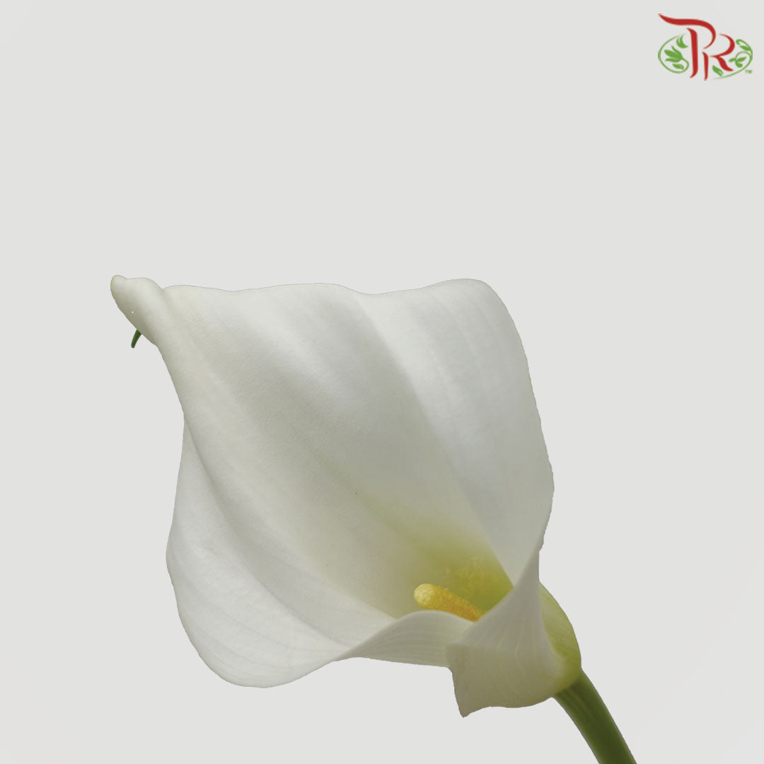 Calla Lily White - 5 Stems - Pudu Ria Florist Southern