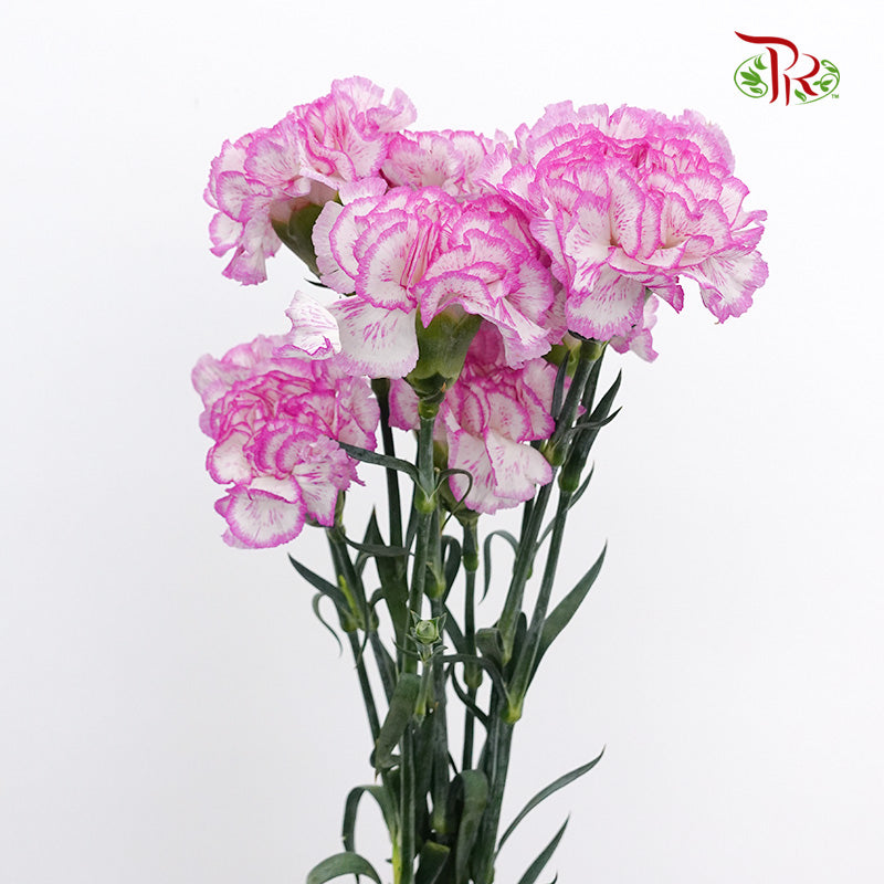 Carnation Navigator (8-10 Stems) - Pudu Ria Florist Southern