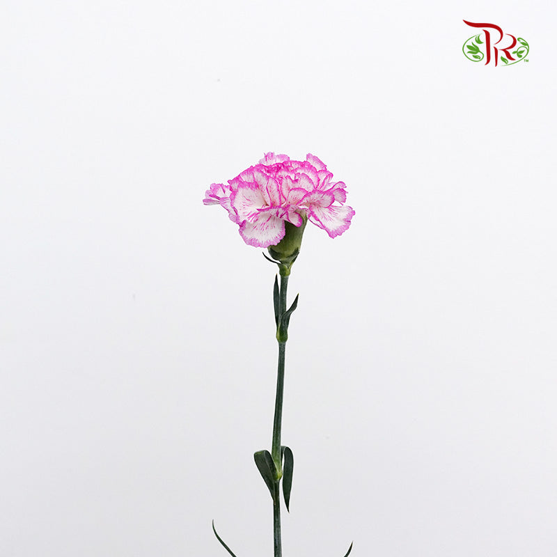 Carnation Navigator (8-10 Stems) - Pudu Ria Florist Southern