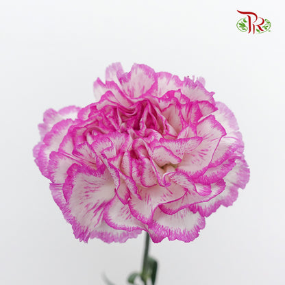 Carnation Navigator (8-10 Stems) - Pudu Ria Florist Southern