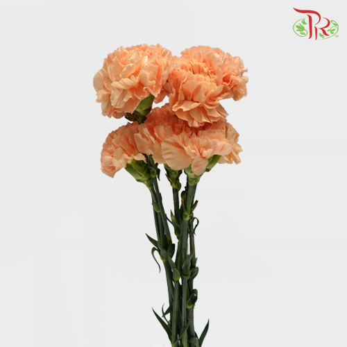 Carnation Crimea (8-10 Stems) - Pudu Ria Florist Southern