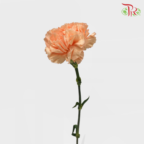 Carnation Crimea (8-10 Stems) - Pudu Ria Florist Southern