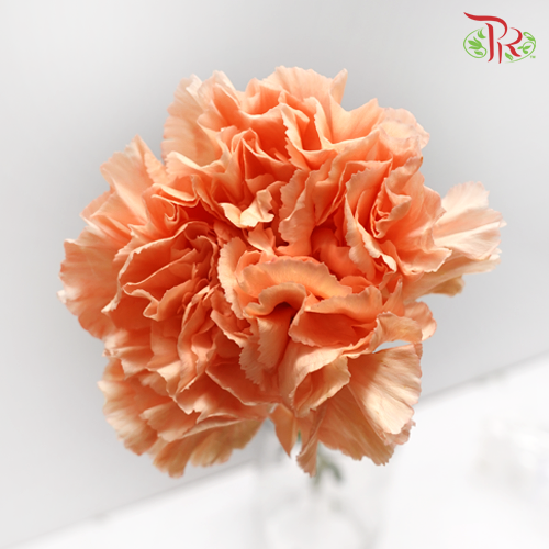 Carnation Crimea (8-10 Stems) - Pudu Ria Florist Southern