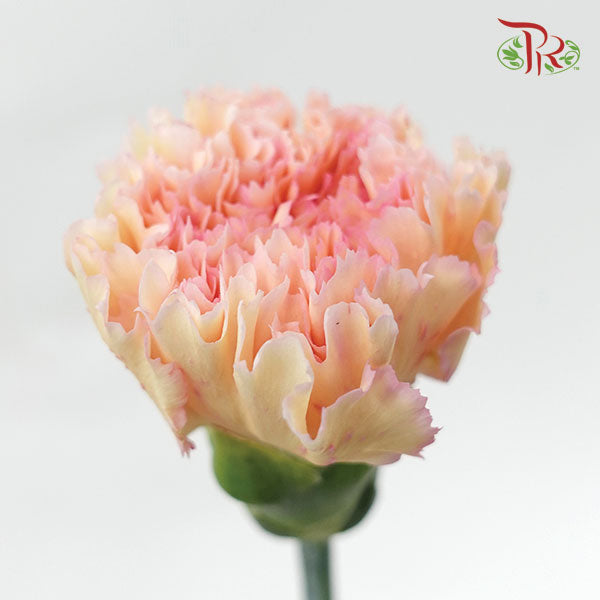 Carnation Samai (8-10 Stems) - Pudu Ria Florist Southern