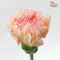 Carnation Samai (8-10 Stems) - Pudu Ria Florist Southern