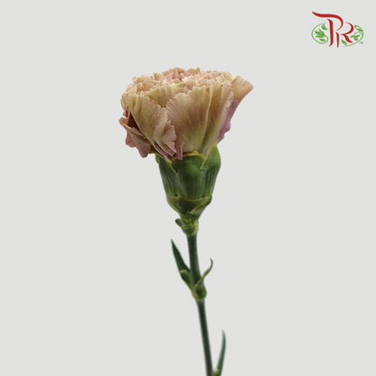 Carnation Babylon (8-10 Stems) - Pudu Ria Florist Southern