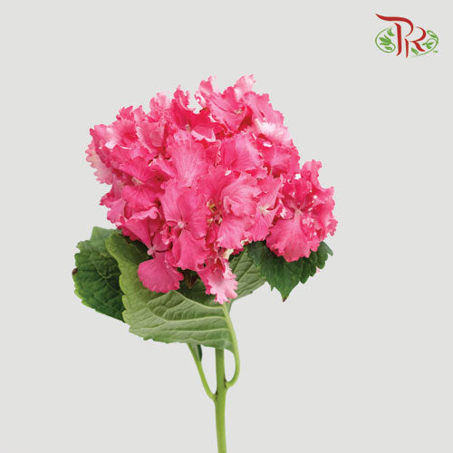 Hydrangea Cherry Pink / Per Stem - Pudu Ria Florist Southern