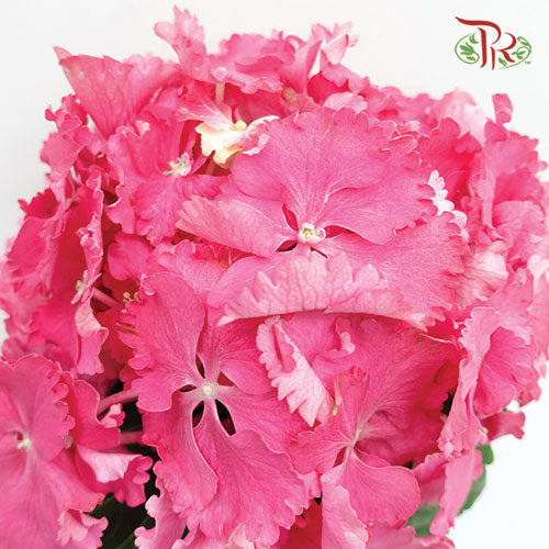 Hydrangea Cherry Pink / Per Stem - Pudu Ria Florist Southern