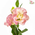 Eustoma Champagne (12-15 Stems) - Pudu Ria Florist Southern