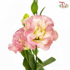 Eustoma Champagne (12-15 Stems) - Pudu Ria Florist Southern