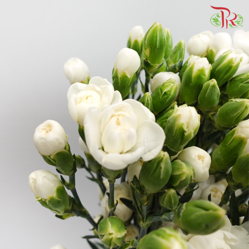Carnation Spray White (18-20 Stems) - Pudu Ria Florist Southern