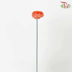 Dry Aeschynomene Aspera - Orange - Pudu Ria Florist Southern