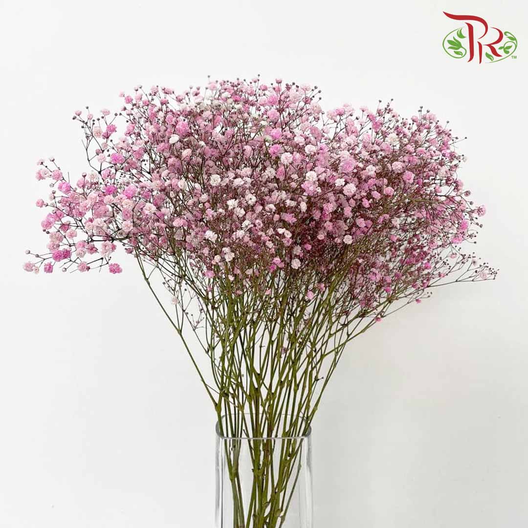 Baby's Breath Pink (8-10 Stems) - Pudu Ria Florist Southern