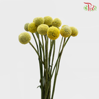 Craspedia Yellow (8-10 Stems) - Pudu Ria Florist Southern