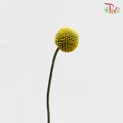 Craspedia Yellow (8-10 Stems) - Pudu Ria Florist Southern