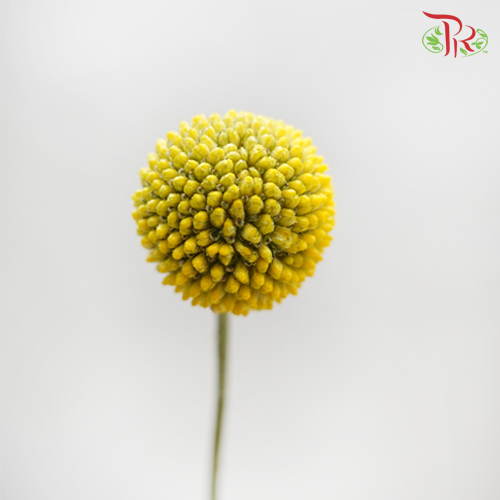 Craspedia Yellow (8-10 Stems) - Pudu Ria Florist Southern