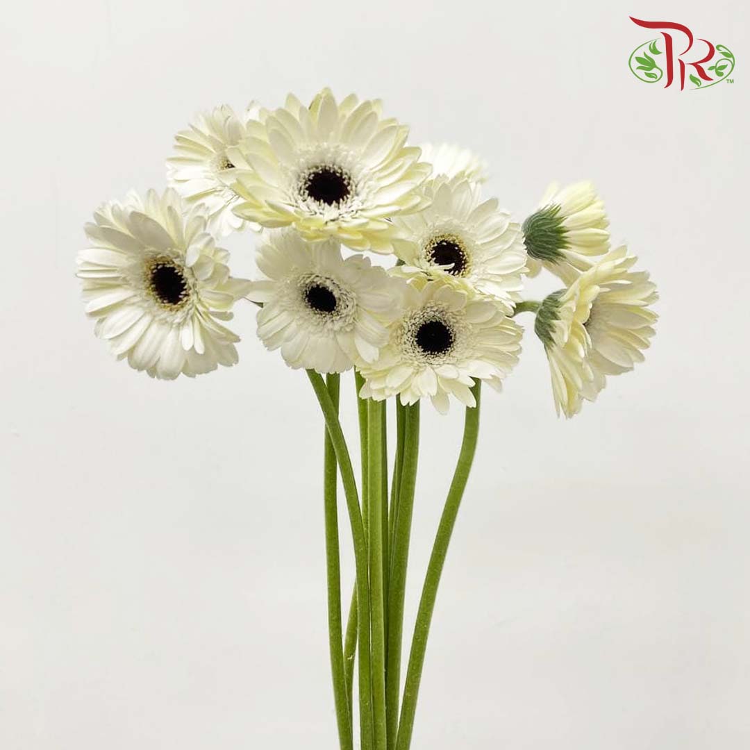 Gerbera White (8-10 Stems) - Pudu Ria Florist Southern