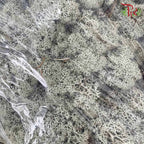 Dried Moss Reindeer - Grey - Pudu Ria Florist Southern