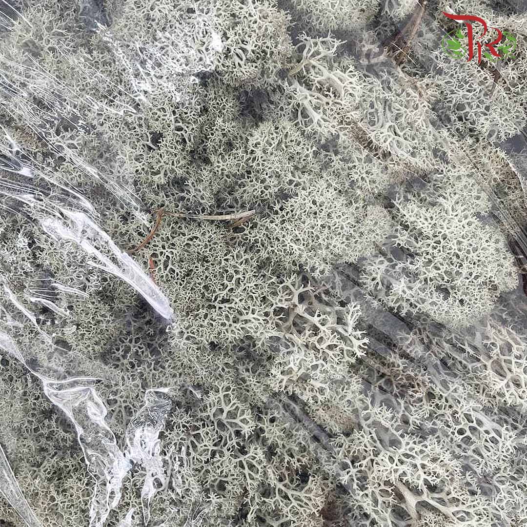 Dried Moss Reindeer - Grey - Pudu Ria Florist Southern