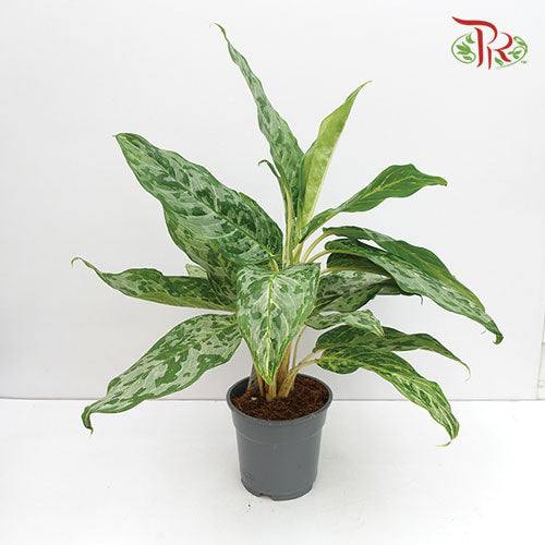 Aglaonema Peacock - Pudu Ria Florist Southern