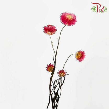 Dry Helichrysum Natural & Bleached - Pink / Per Bundle - Pudu Ria Florist Southern