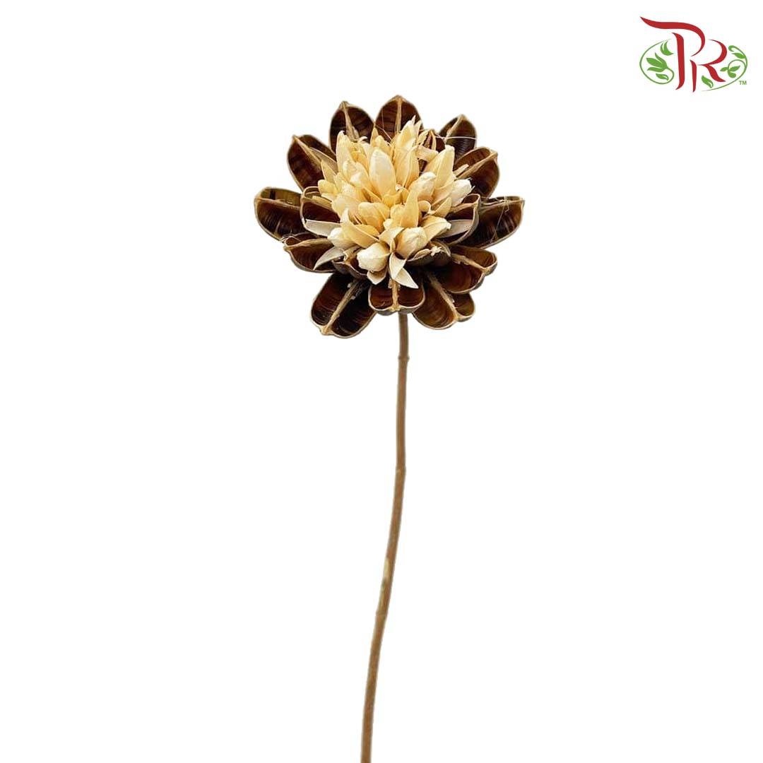 Dry Dahlia - Brown and White - Pudu Ria Florist Southern