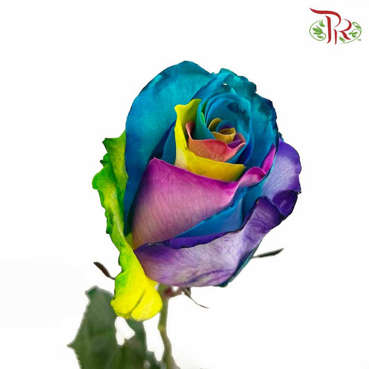 Rose Mondial Dyed Rainbow Tinted (8-10 Stems) - Pudu Ria Florist Southern