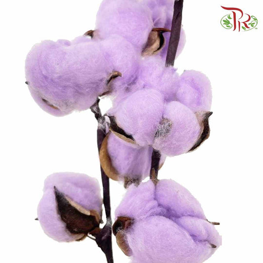 Cotton Flower Dyed Colour - Purple - Pudu Ria Florist Southern