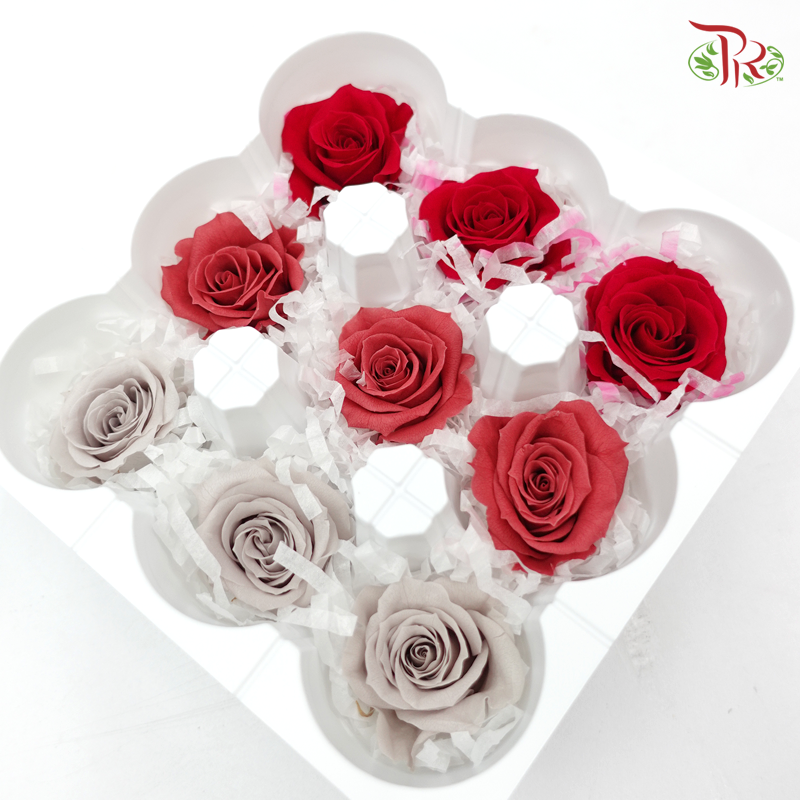 Preservative Rose Kanon - Dark Colors - Pudu Ria Florist Southern