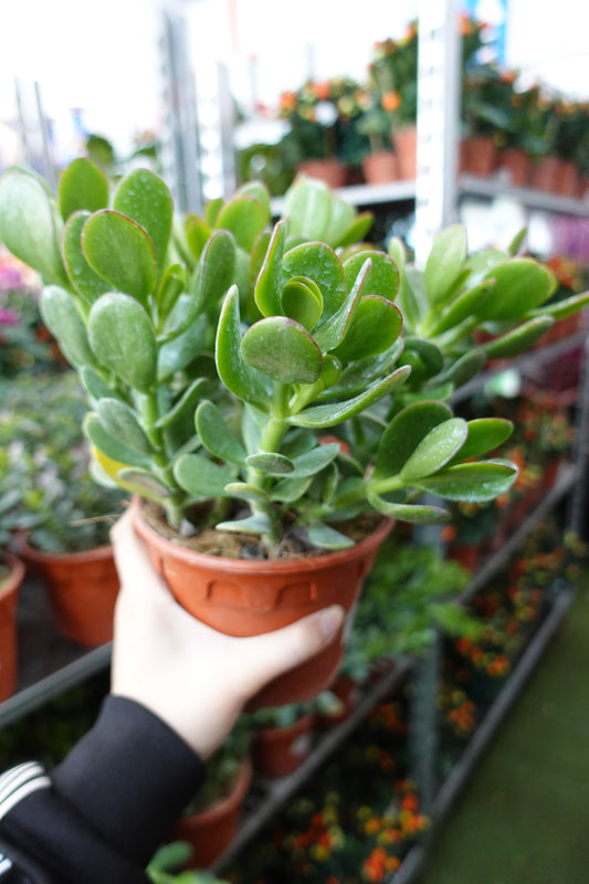 Crassula Ovata (Bigl Leaf) 翡翠木 - Pudu Ria Florist Southern