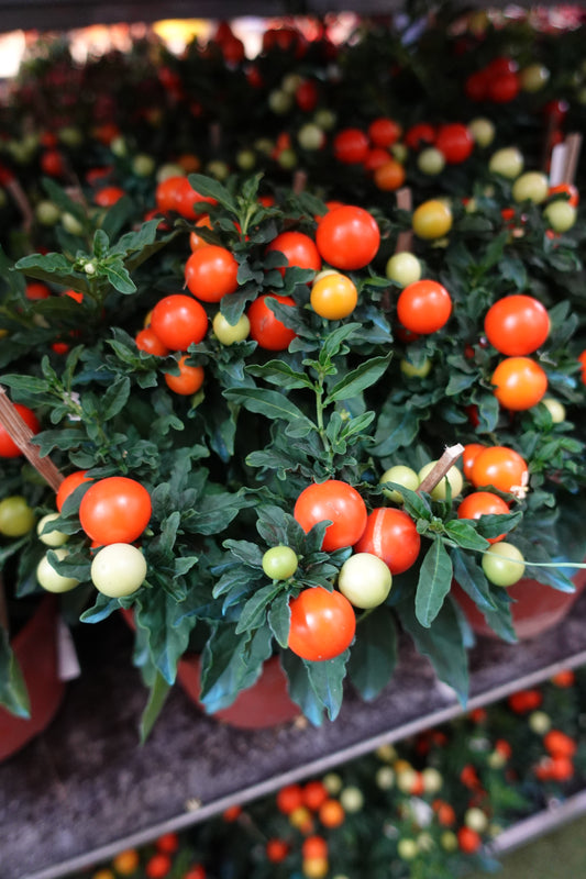 Solanum Pseudocapsicum (Christmas Cherry) - Pudu Ria Florist Southern