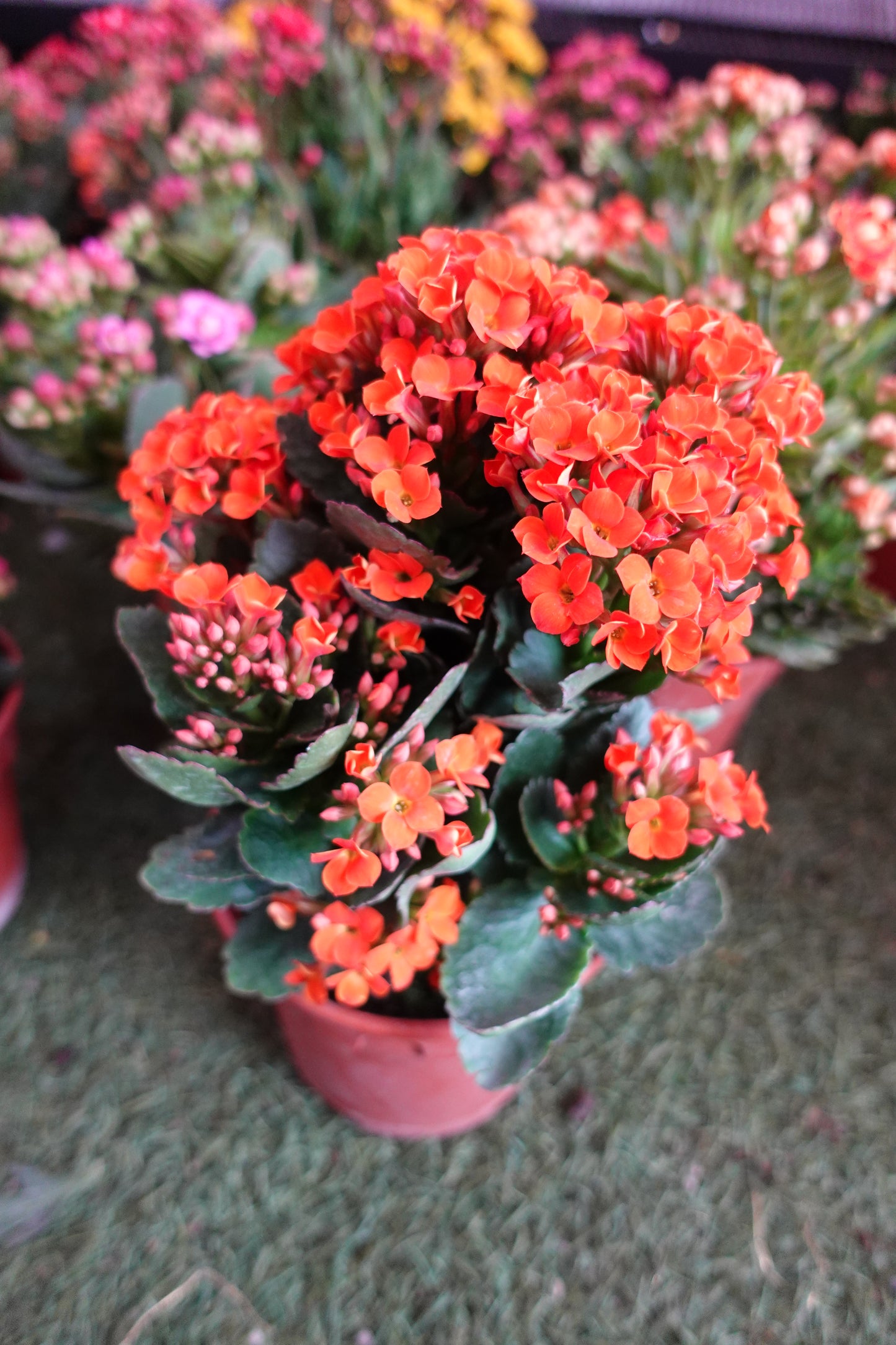 Kalanchoe 万紫千红 - Pudu Ria Florist Southern