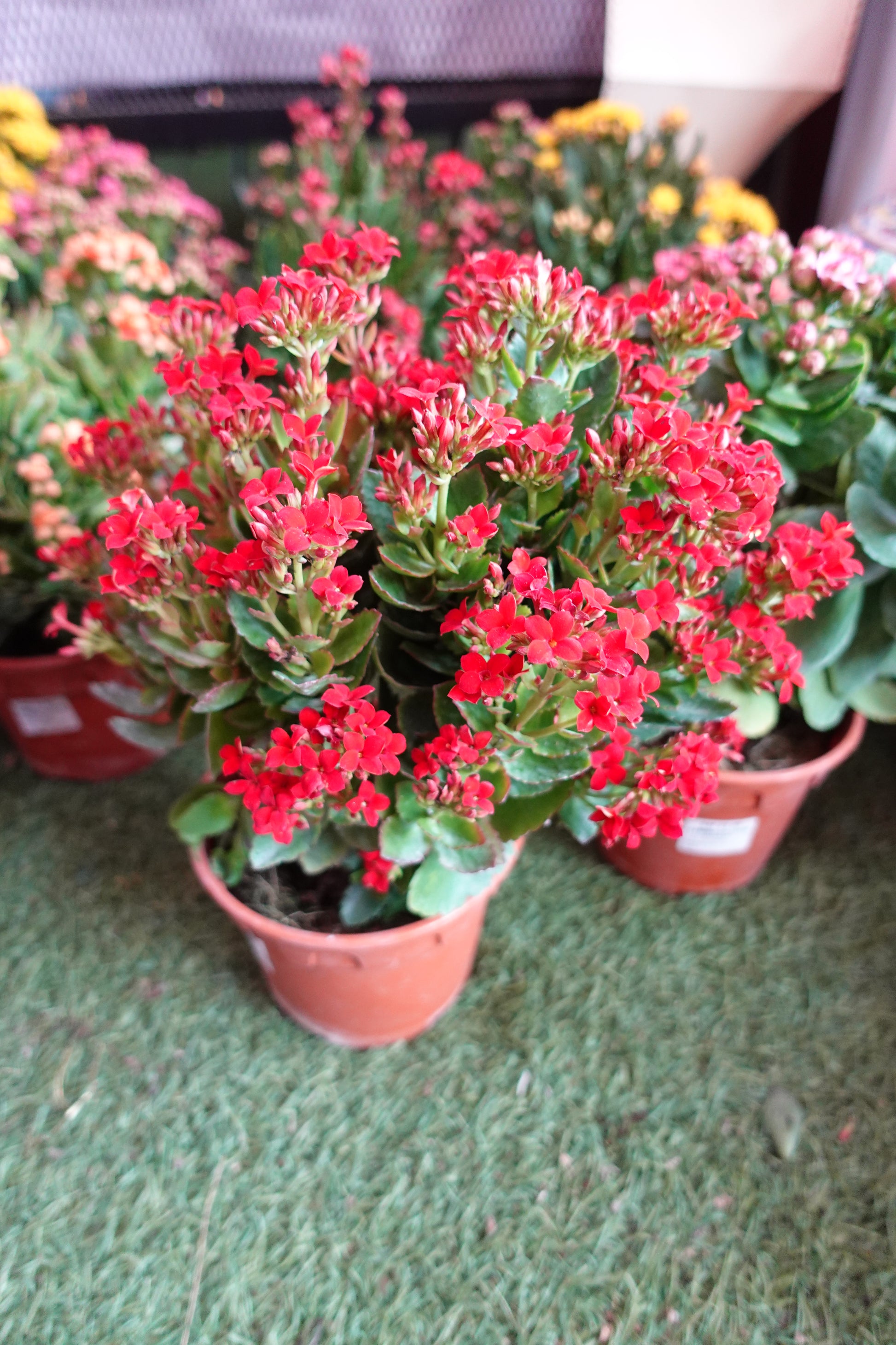 Kalanchoe 万紫千红 - Pudu Ria Florist Southern